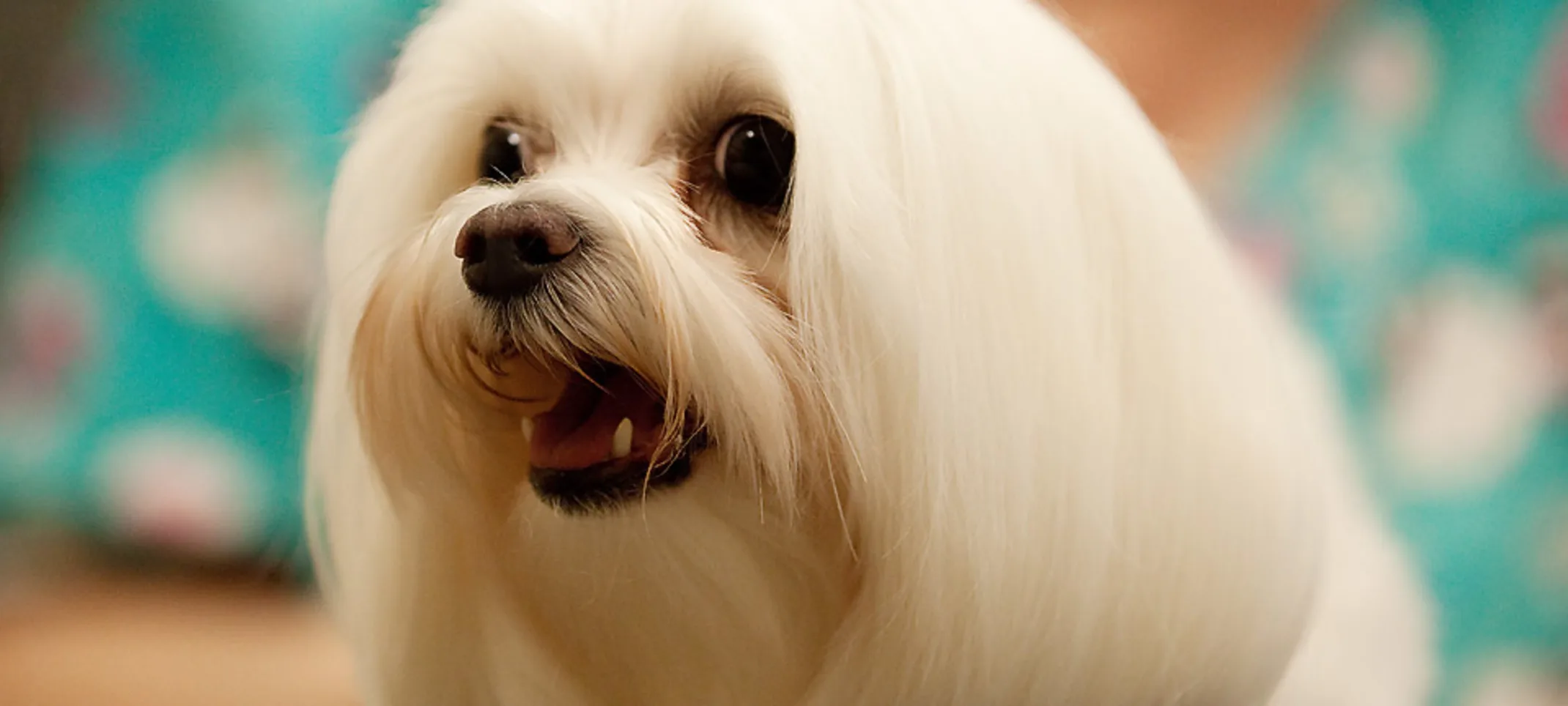 well groomed white dog